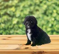 F1 Toy Mini Tuxedo Bi Tempe Blue Eyes , a female Miniature Aussiedoodle for sale in Quartzsite, AZ – 3 of 5