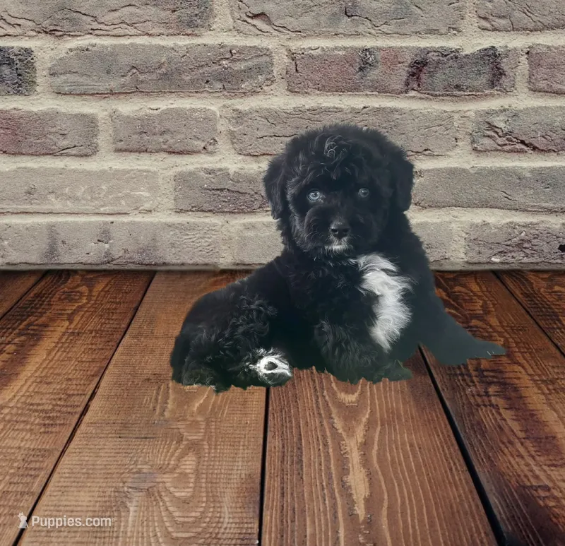 F1 Black and White Tuxedo Bi 2 Blue Eyes  – Aussiedoodle puppy for sale in Quartzsite, AZ