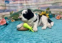 F2B Miniature Black White Parti Stunning, a male Aussiedoodle for sale in Quartzsite, AZ – 8 of 10