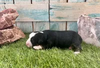 Toy Beautiful Black Tri , a female Toy Australian Shepherd for sale in Quartzsite, AZ – 5 of 7
