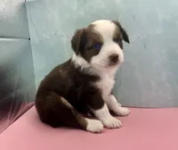 Toy Mini Red Tri Saturday Blue Eyes , a male Miniature Australian Shepherd for sale in Quartzsite, AZ – 5 of 6