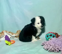 Toy Mini F1 Split Face Stunning , a male Miniature Aussiedoodle for sale in Quartzsite, AZ – 6 of 8