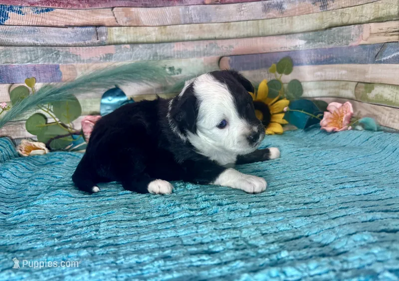 F1 Toy Mini Blue Eyes  – Miniature Aussiedoodle puppy for sale in Quartzsite, AZ