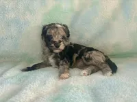 Toy Mini F2B Blue Merle Gorgeous , a female Poodle - Miniature  and Miniature Aussiedoodle for sale in Quartzsite, AZ – 4 of 5