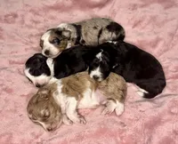 F2B Toy Mini Coming Soon All Colors, a  Miniature Aussiedoodle for sale in Quartzsite, AZ – 3 of 10