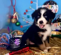 Toy Mini Coming Soon Expecting All Colors , a  Miniature Australian Shepherd for sale in Quartzsite, AZ – 4 of 10