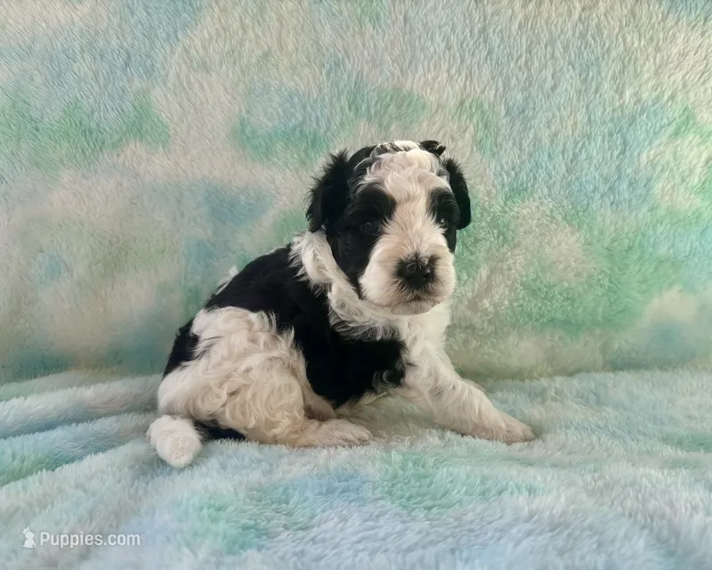 F2B Mini Black and White Parti Bi  – Poodle - Miniature , Miniature Aussiedoodle puppy for sale in Quartzsite, AZ
