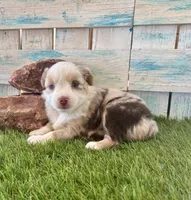 Gorgeous Toy Red Merle Blue Eyes, a female Toy Australian Shepherd for sale in Quartzsite, AZ – 5 of 10