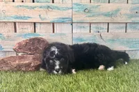 F1 Toy Mini Tuxedo Bi Black Scottsdale Blue Eyes, a male Miniature Aussiedoodle for sale in Quartzsite, AZ – 6 of 10