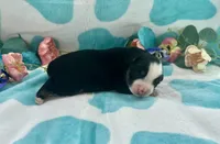 Toy Mini Tamale Gorgeous , a female Miniature Australian Shepherd for sale in Quartzsite, AZ – 4 of 10
