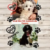 Mini F2B Black White Parti Pumpkin Pie, a male Aussiedoodle for sale in Quartzsite, AZ – 5 of 5