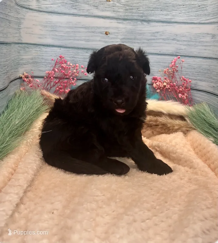 F1 Toy Mini Rare Solid Black Mesa  – Miniature Aussiedoodle puppy for sale in Quartzsite, AZ