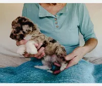 Toy Mini Red Merle F1B Aussiedoodle , a female Miniature Aussiedoodle for sale in Quartzsite, AZ – Photo 7 of 8