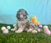 Toy Mini Red Merle F1B Aussiedoodle , a female Miniature Aussiedoodle for sale in Quartzsite, AZ – Photo 2 of 8
