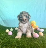 Toy Mini Red Merle F1B Aussiedoodle , a female Miniature Aussiedoodle for sale in Quartzsite, AZ – Photo 3 of 8