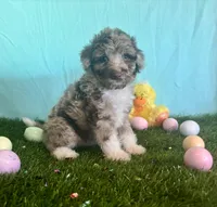 Toy Mini Red Merle F1B Aussiedoodle , a female Miniature Aussiedoodle for sale in Quartzsite, AZ – Photo 1 of 8