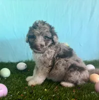 Toy Mini Red Merle F1B Aussiedoodle , a female Miniature Aussiedoodle for sale in Quartzsite, AZ – Photo 4 of 8
