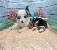 Toy Mini Blue Merle Blue Eyes Baby Ruth, a female Miniature Australian Shepherd for sale in Quartzsite, AZ – 4 of 10