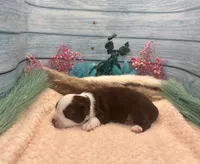 Toy Mini Red Tri Saturday , a male Miniature Australian Shepherd for sale in Quartzsite, AZ – 2 of 5