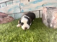 F1 Toy Mini Red Tri Tuxedo, a male Aussiedoodle and Poodle - Miniature  for sale in Quartzsite, AZ – 7 of 7