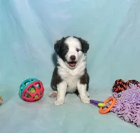 F1 Red Tri Blue Eyes Pancakes, a male Miniature Aussiedoodle for sale in Quartzsite, AZ – 3 of 8