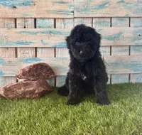 F1 Toy Mini Mesa Beautiful Girl , a female Miniature Aussiedoodle for sale in Quartzsite, AZ – 6 of 10