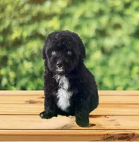 F1 Toy Mini Tuxedo Bi Tempe Blue Eyes , a female Miniature Aussiedoodle for sale in Quartzsite, AZ – 5 of 5