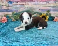 Toy Mini F1 Red and White Tri Parti , a male Miniature Aussiedoodle for sale in Quartzsite, AZ – 6 of 10