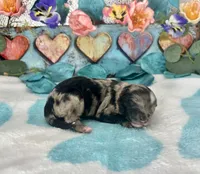 F2B Miniature Blue Merle Key Lime Pie , a female Aussiedoodle for sale in Quartzsite, AZ – 2 of 5