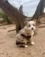 Toy Mini Red Merle Blue Eyes, a female Miniature Australian Shepherd for sale in Quartzsite, AZ – 6 of 7