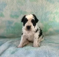 F2B Mini Black and White Parti Bi , a male Poodle - Miniature  and Miniature Aussiedoodle for sale in Quartzsite, AZ – 3 of 8