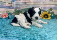 F2B Miniature Black White Parti Stunning, a male Aussiedoodle for sale in Quartzsite, AZ – 5 of 10