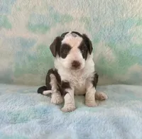 Toy Mini F1 Chocolate Red Tri Tuxedo Handsome, a male Aussiedoodle and Poodle - Miniature  for sale in Quartzsite, AZ – 4 of 7
