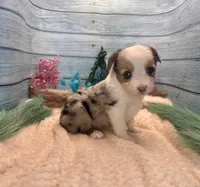Toy Mini Butterfingers Blue Merle Blue Eyes, a female Miniature Australian Shepherd for sale in Quartzsite, AZ – 8 of 9