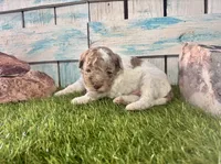 Miniature F2B Red Merle Parti , a male Poodle - Miniature  and Miniature Aussiedoodle for sale in Quartzsite, AZ – 5 of 6