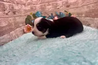 Toy Mini Black Tri Blye Eyes Almond Joy, a female Miniature Australian Shepherd for sale in Quartzsite, AZ – 9 of 10