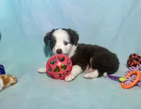 F1 Red Tri Blue Eyes Pancakes, a male Miniature Aussiedoodle for sale in Quartzsite, AZ – 5 of 8