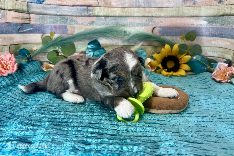 F1 Toy Mini Blue Merle  – Miniature Aussiedoodle puppy for sale in Quartzsite, AZ