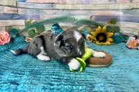 F1 Toy Mini Blue Merle , a male Miniature Aussiedoodle for sale in Quartzsite, AZ – 1 of 10