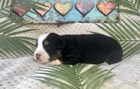 Toy Mini Tri with lots of Copper Sweet Tamale , a female Toy Australian Shepherd for sale in Quartzsite, AZ – 9 of 10