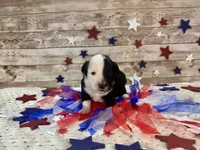 F1 Toy Mini Split Face Black Tri Rare Handsome, a male Miniature Aussiedoodle for sale in Quartzsite, AZ – 3 of 9