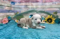 Toy Mini F1 Red Merle Parti , a female Miniature Aussiedoodle for sale in Quartzsite, AZ – 8 of 10