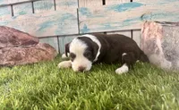 F1 Toy Mini Red Tri Tuxedo, a male Aussiedoodle and Poodle - Miniature  for sale in Quartzsite, AZ – 4 of 7