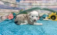 Toy Mini F1 Red Merle Parti , a female Miniature Aussiedoodle for sale in Quartzsite, AZ – 5 of 10
