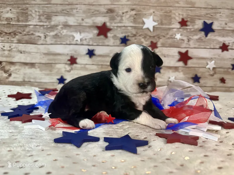 F1 Toy Mini Split Face Black Tri Rare Handsome – Miniature Aussiedoodle puppy for sale in Quartzsite, AZ