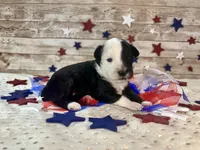 F1 Toy Mini Split Face Black Tri Rare Handsome, a male Miniature Aussiedoodle for sale in Quartzsite, AZ – 1 of 9