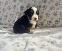 Mini Toy Gorgeous Tri , a female Miniature American Shepherd for sale in Quartzsite, AZ – 5 of 7