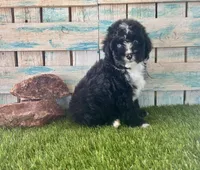F1 Toy Mini Tuxedo Bi Black Scottsdale Blue Eyes, a male Miniature Aussiedoodle for sale in Quartzsite, AZ – 10 of 10