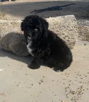 F1 Black and White Tuxedo Bi , a female Aussiedoodle for sale in Quartzsite, AZ – 2 of 6