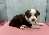 Toy Mini Red Tri Saturday Blue Eyes , a male Miniature Australian Shepherd for sale in Quartzsite, AZ – 2 of 6
